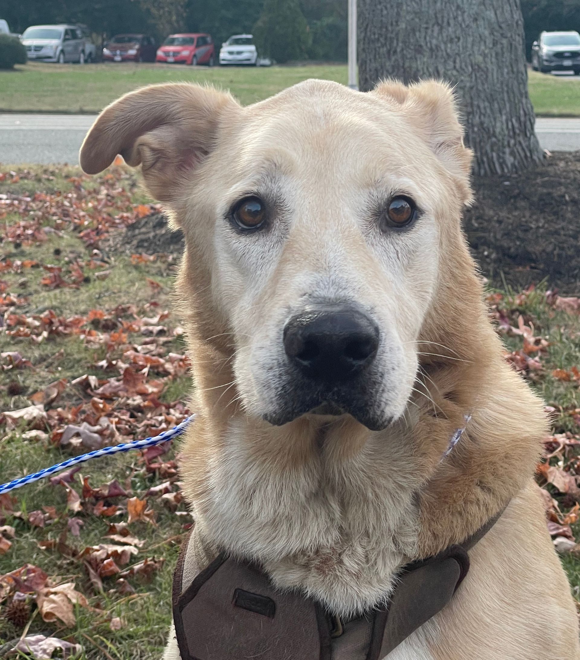 Bones’ Story: A Senior Pup, A Loving Mom, & the Power of Community​