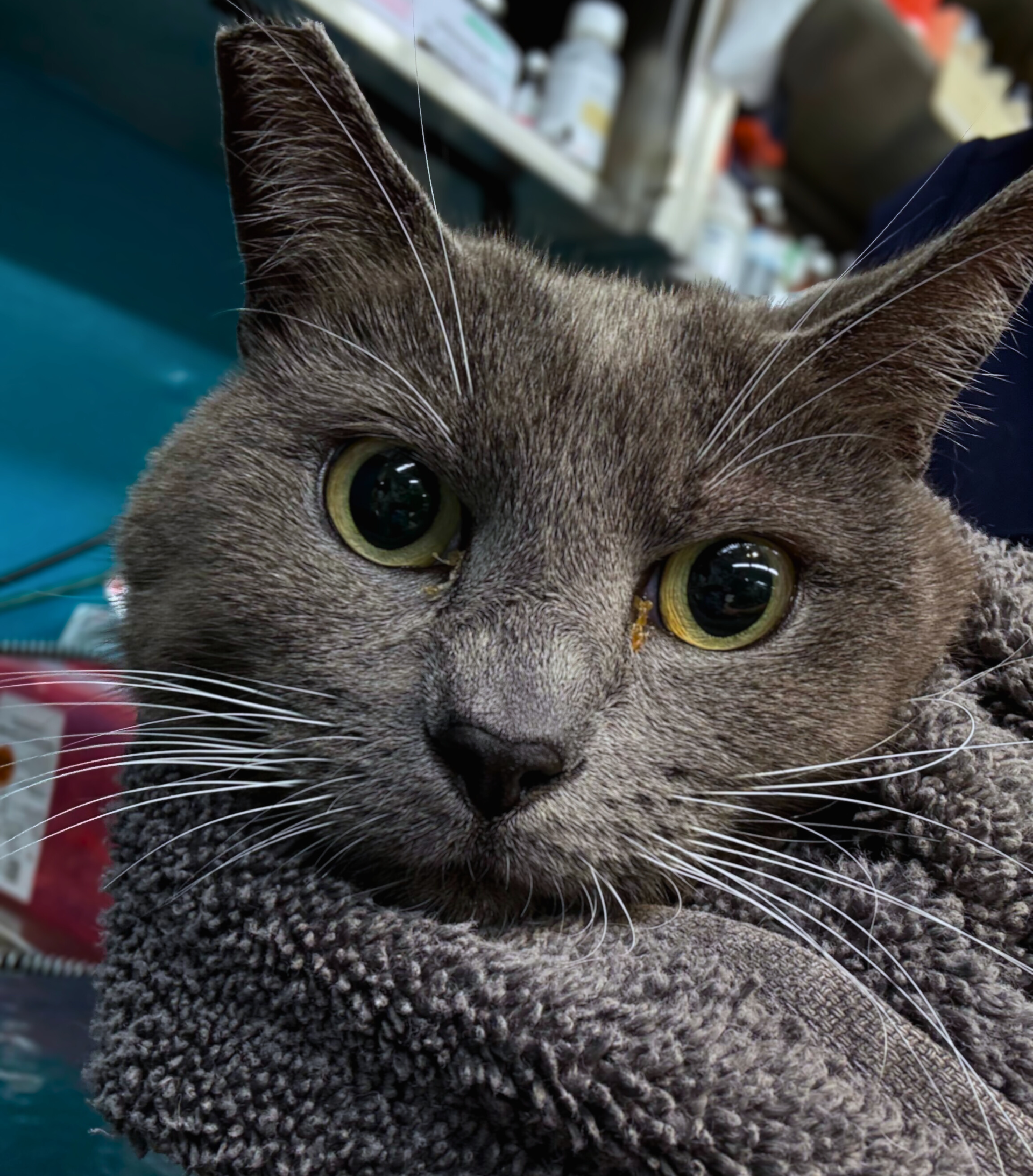 Greddy’s Story: A Second Chance at Life